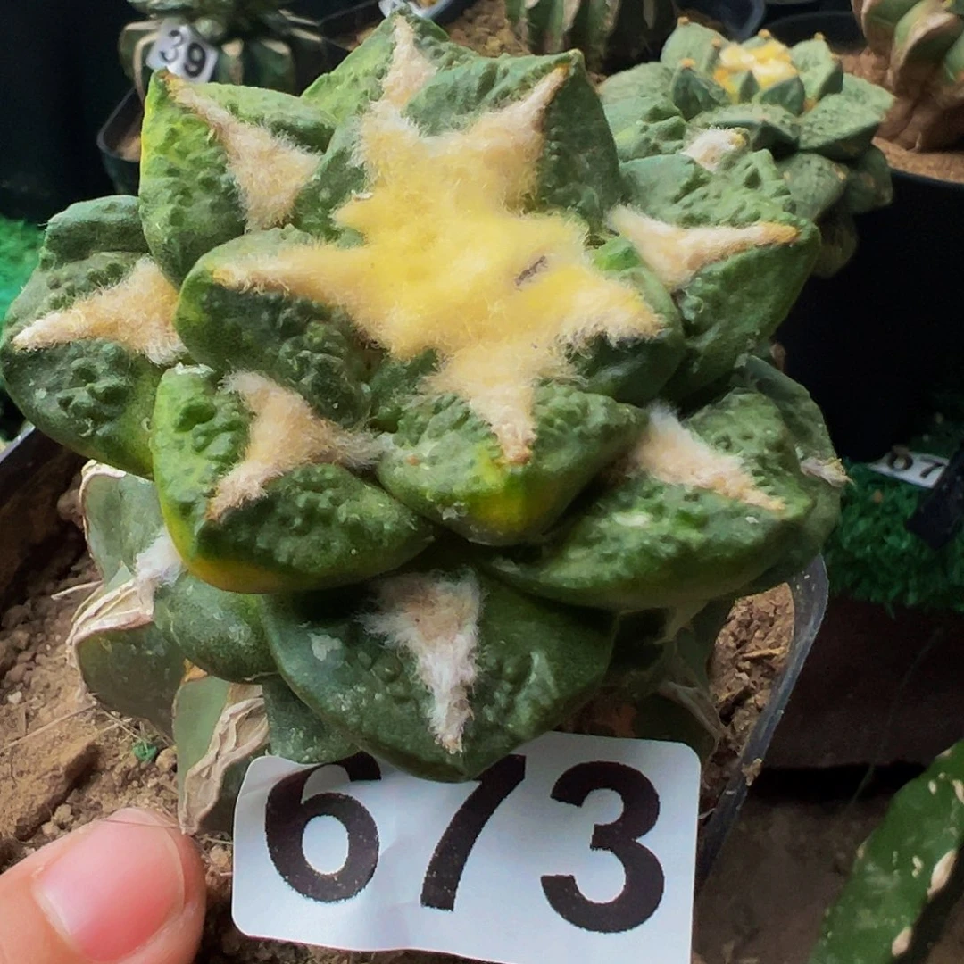 无花朵龟甲牡丹锦673