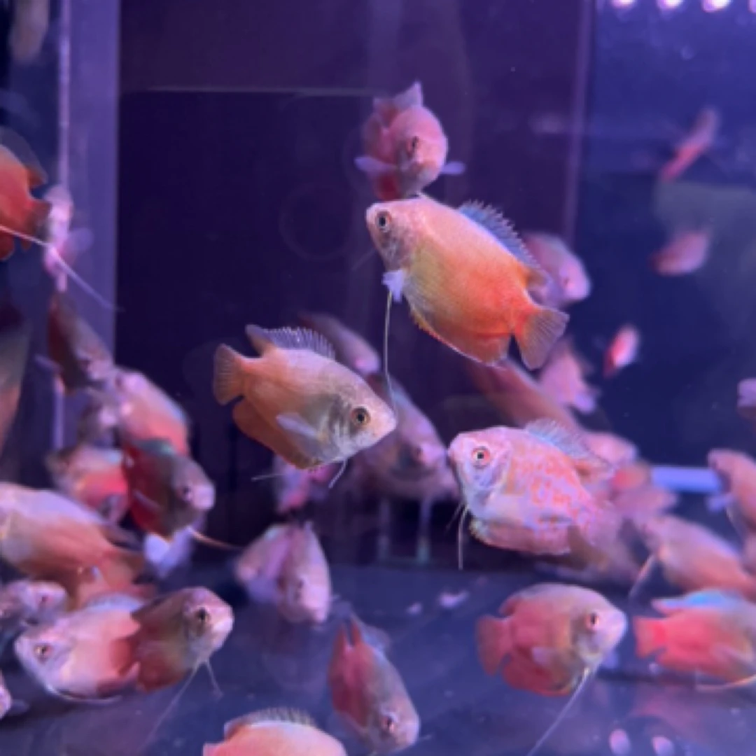 小型热带鱼（丽丽）观赏鱼