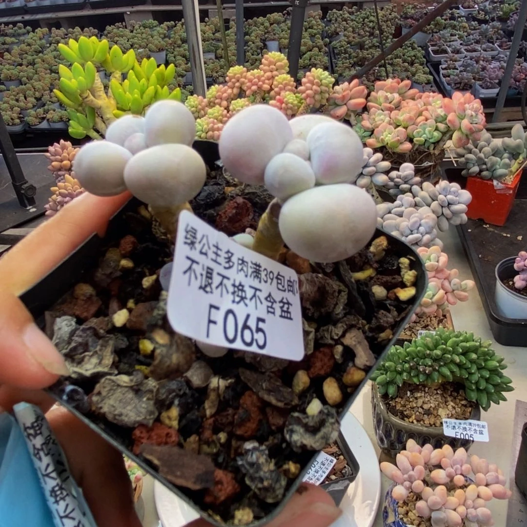 065橙奶多肉肉4c m