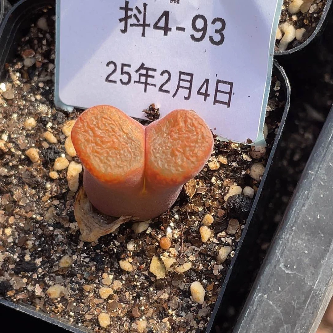 ?****咪4-93肉锥多肉植物