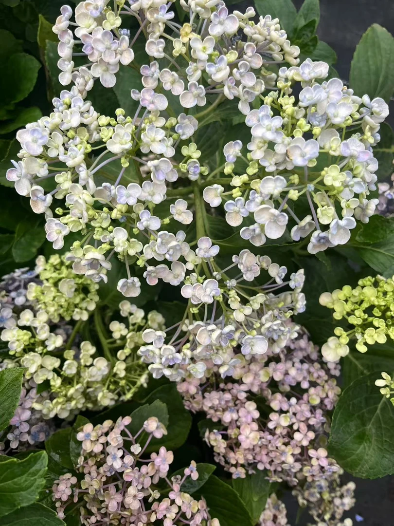 （爆米花）爆花机器绣球花适合阳台庭院种植云南昆明基地直发