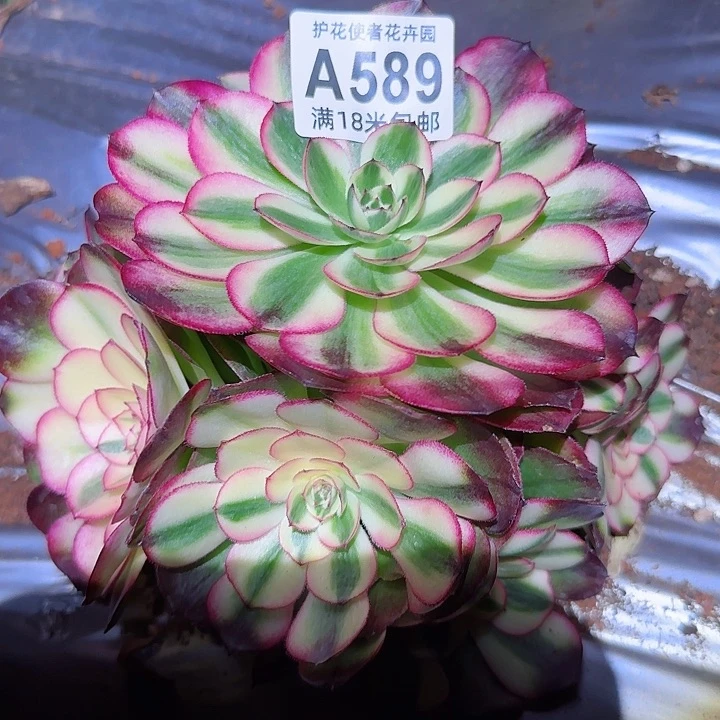 多肉法师荔枝朵朵