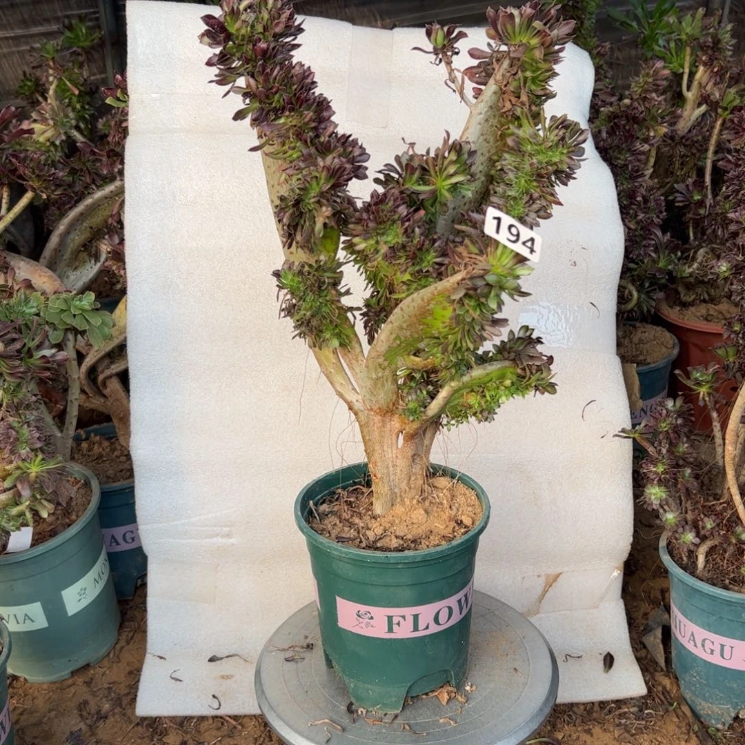 微瑕疵黑缀194高度40厘米