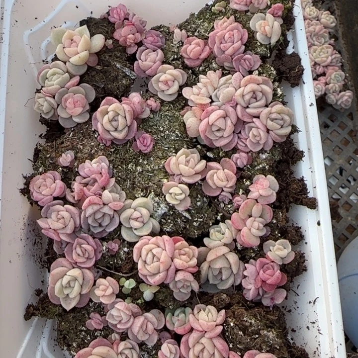 61号王者系列种播一盒