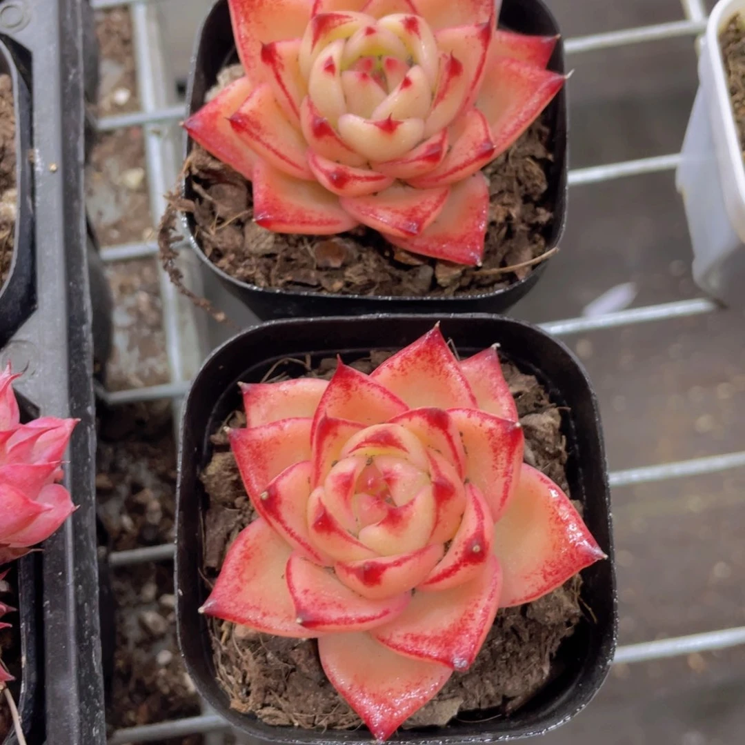 574号 珍妮精品一个