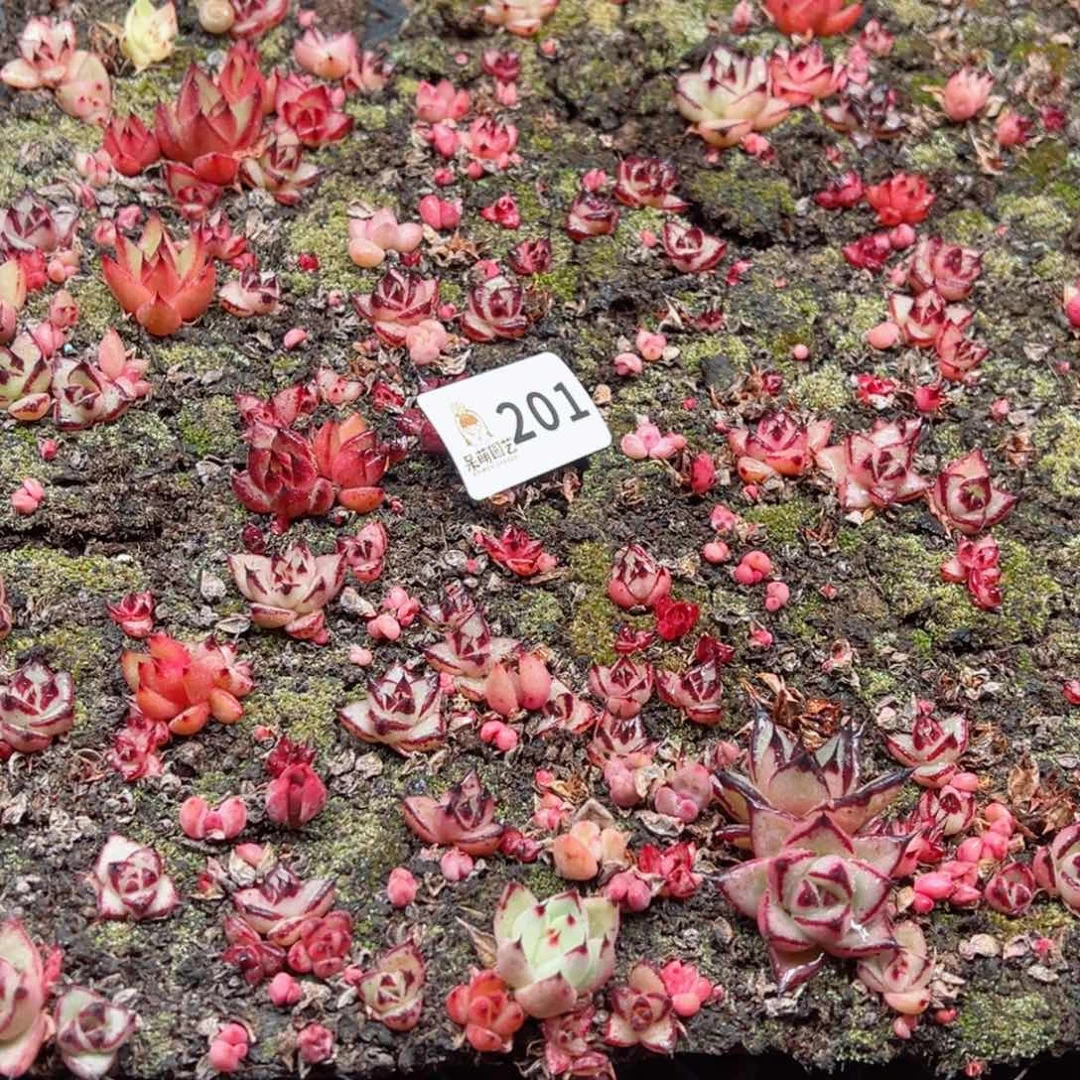 多肉植物多肉植物