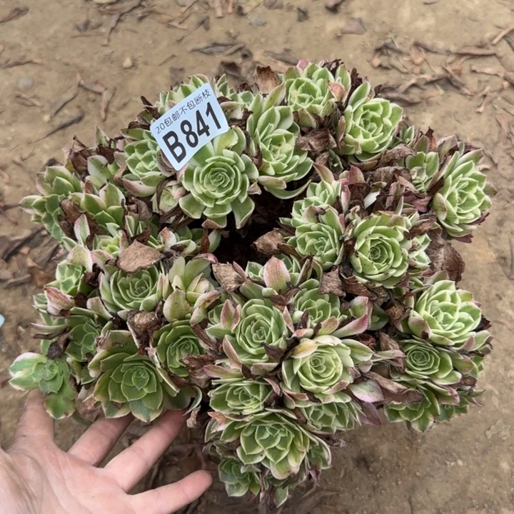 海王……多肉植物……