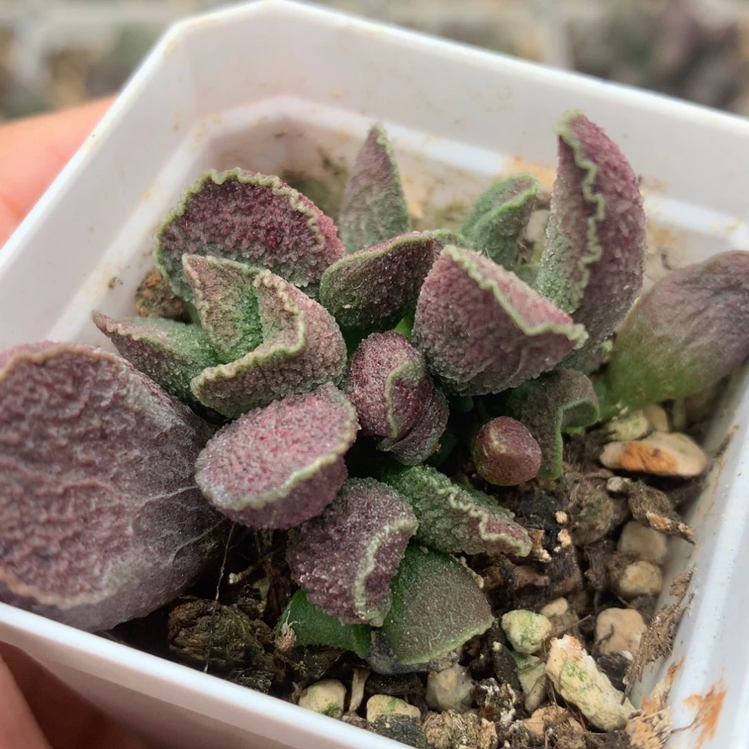 火凤凰 多肉植物水泡