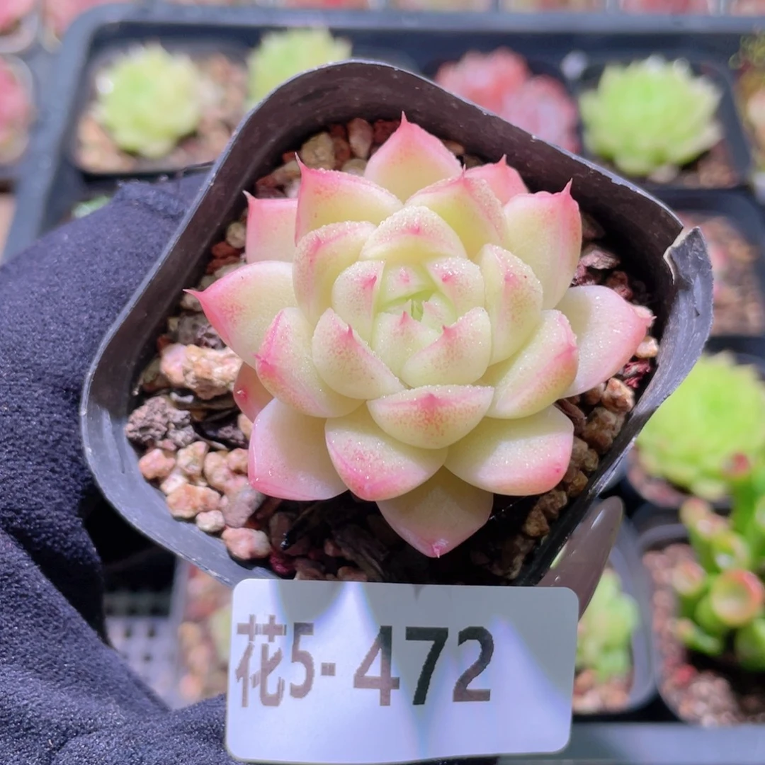 花利美5-472麦秆单头