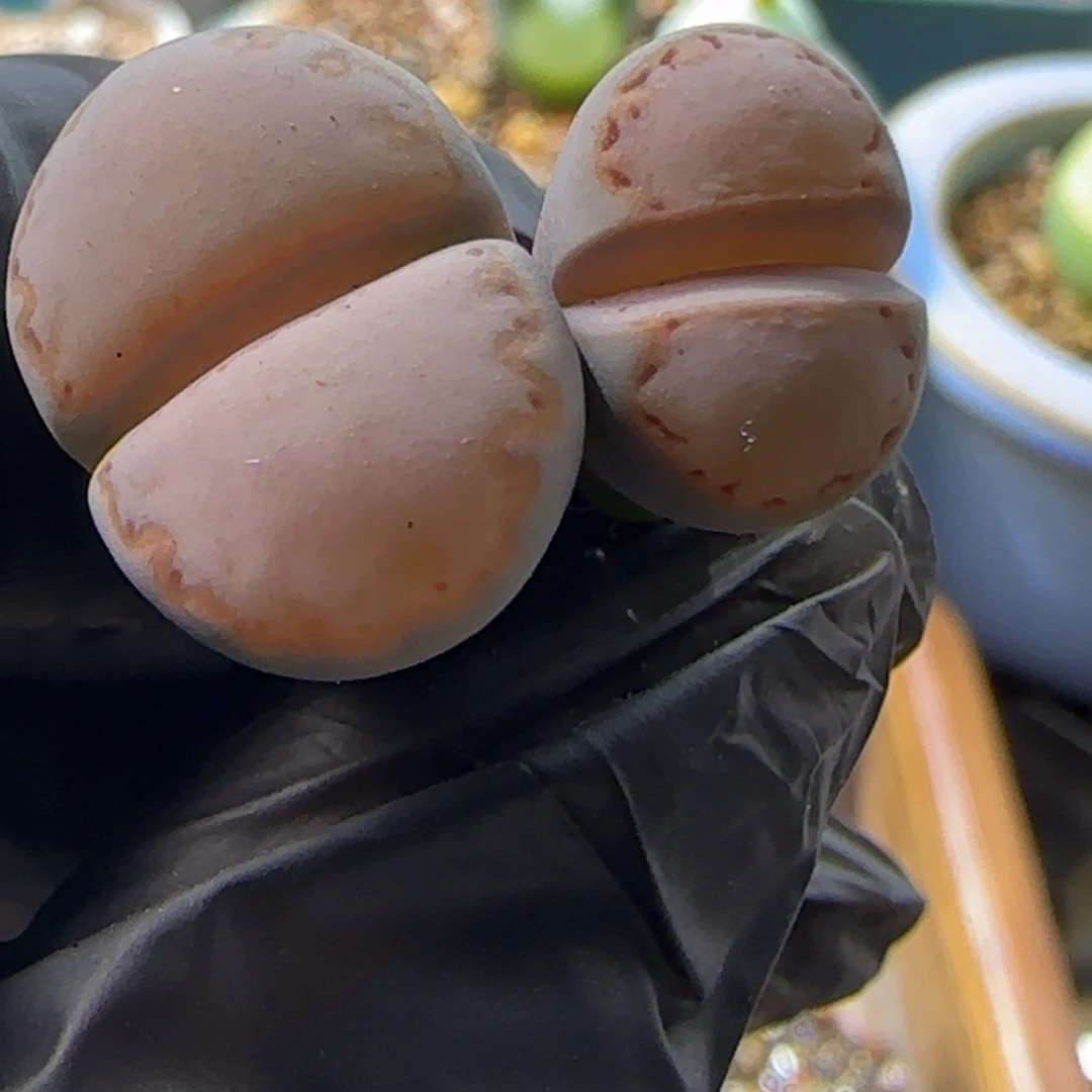 ****睡2颗打包。   小歪。