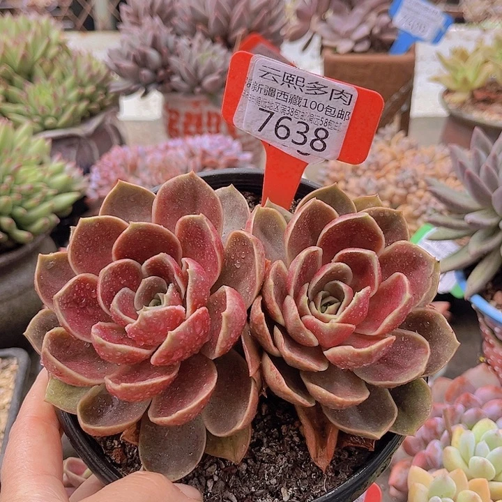 7638哥特玫瑰。