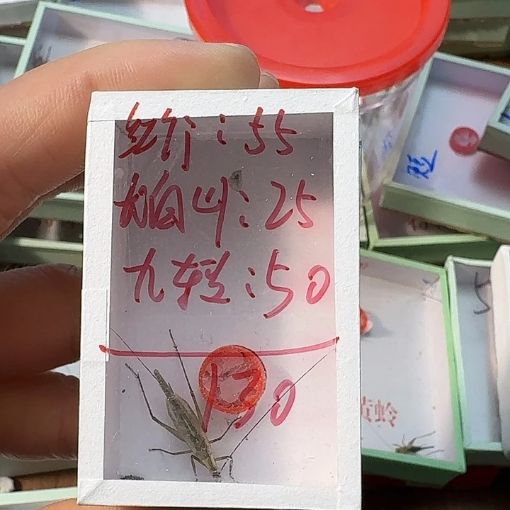 华***.蟋蟀2222222222222