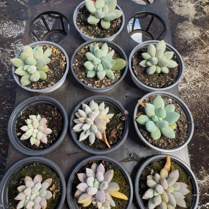 253多肉植物一物一拍