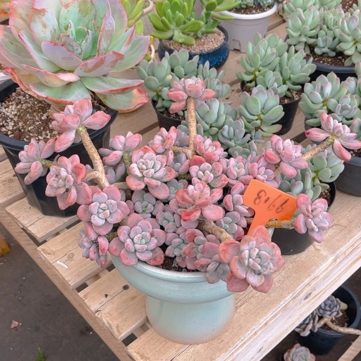 红洛神多肉植物8166