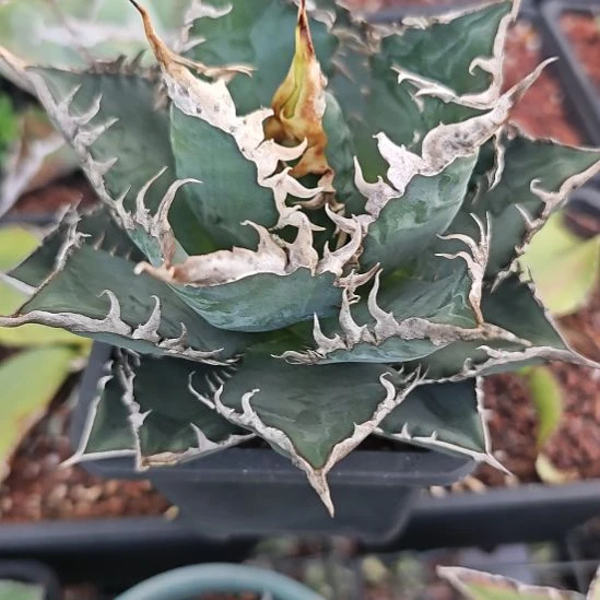 海王仁王冠龙舌兰