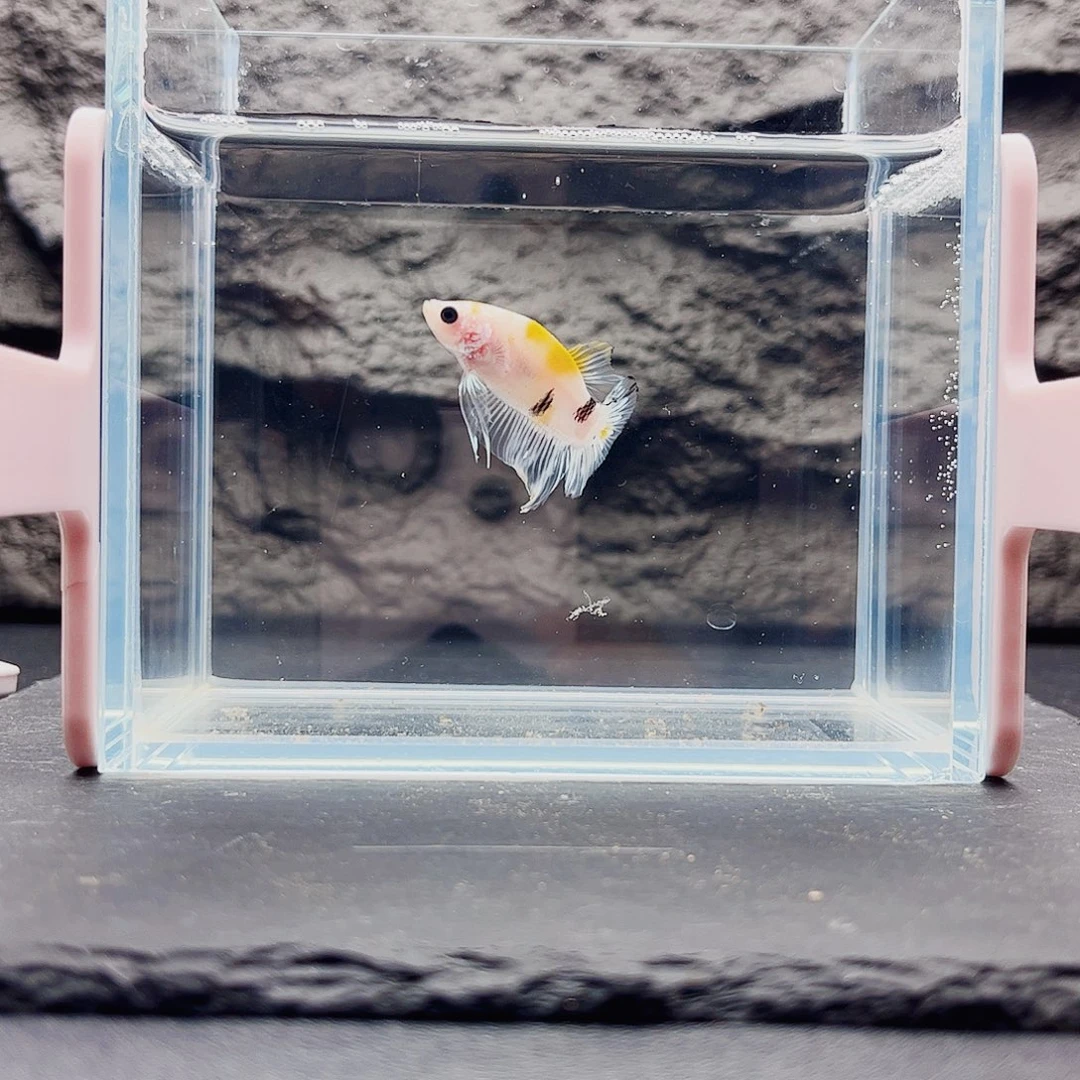 海水鱼宙斯斗鱼竞拍11-04