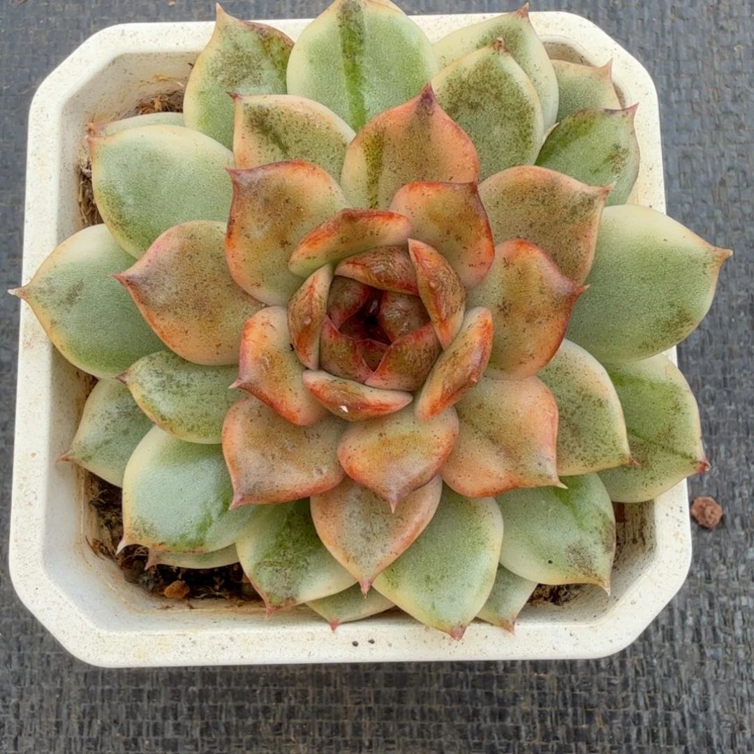 绿水晶玫瑰锦锦上园艺一物一拍