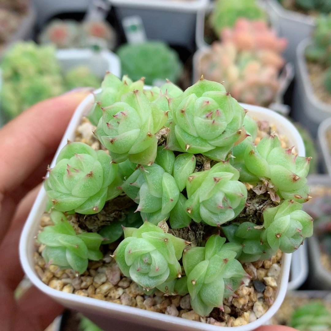 58包邮  群生不包整麦秆群4