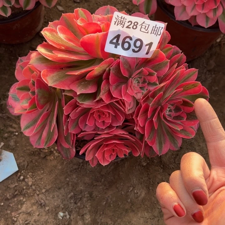 4691女巫多肉植物