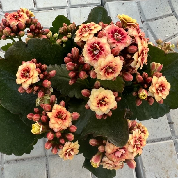 长寿花园～【渐变猫眼】