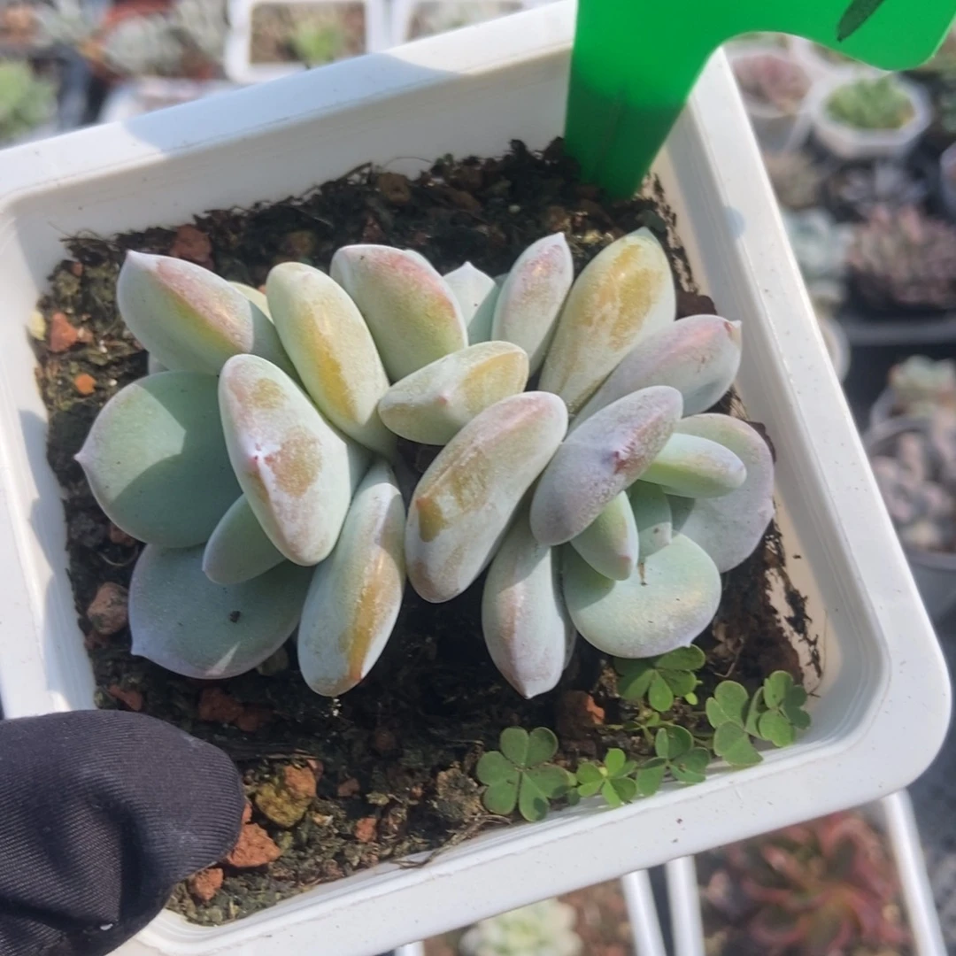 3069奶茶多肉植物保护