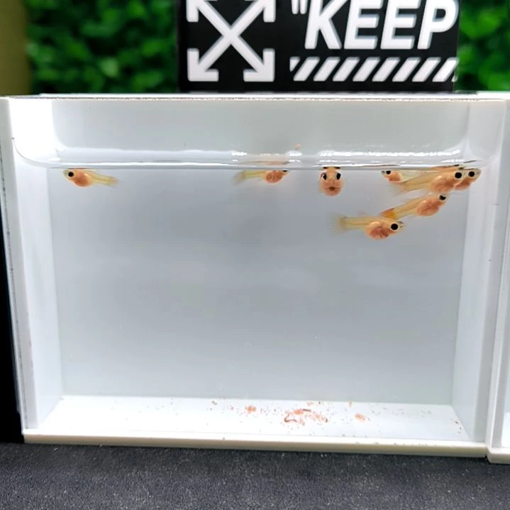 孔雀鱼皇家落日玻璃猫苗子8条含两条被损。