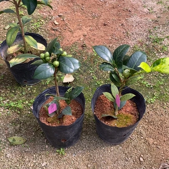 当前无花栽培后可以开花