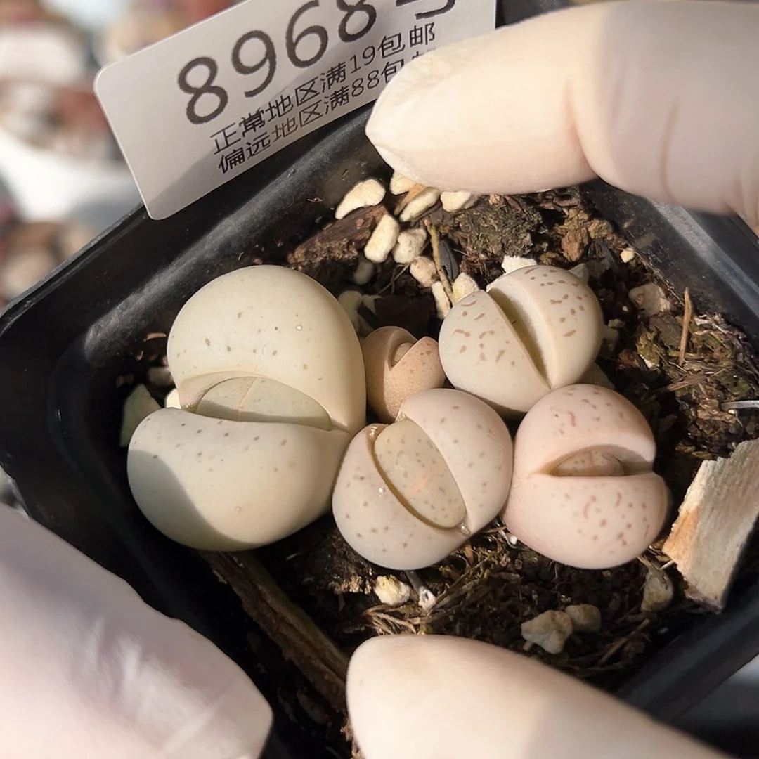 好养易活生石花大母本8968