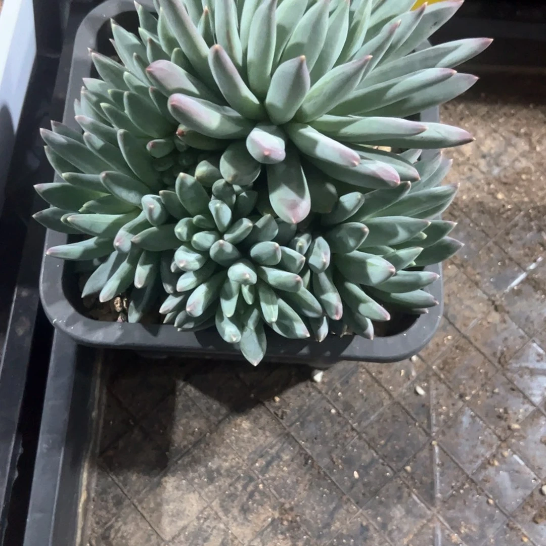 糯*.多肉植物多肉植物