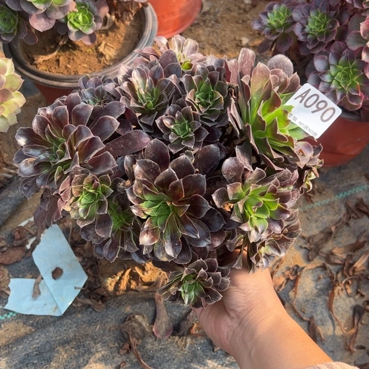 欧若拉多肉植物090.