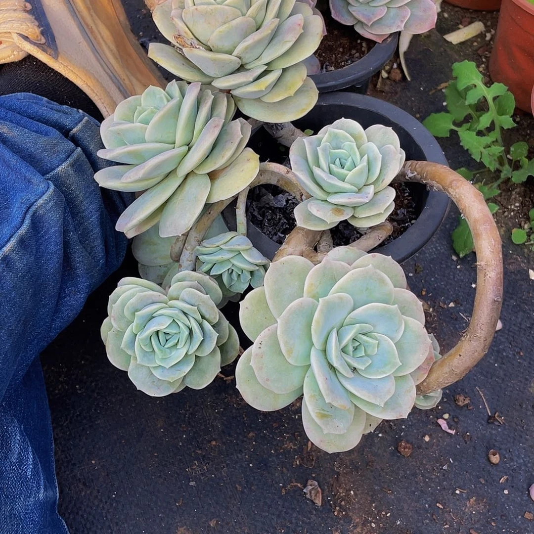 可爱玫瑰26.8老桩多肉妖装，