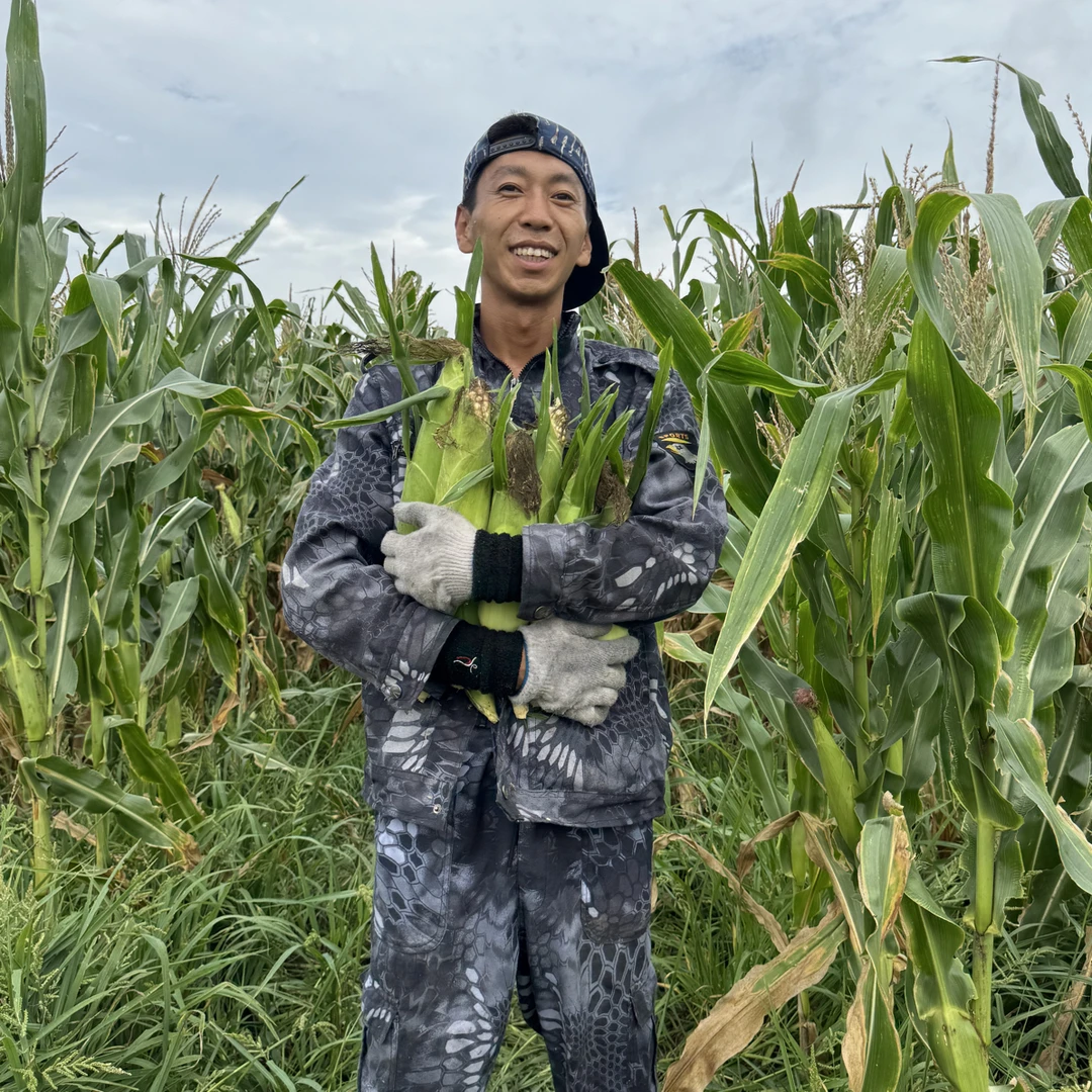 顺丰包邮东北白糯甜玉米新鲜带叶发货口感甜嫩