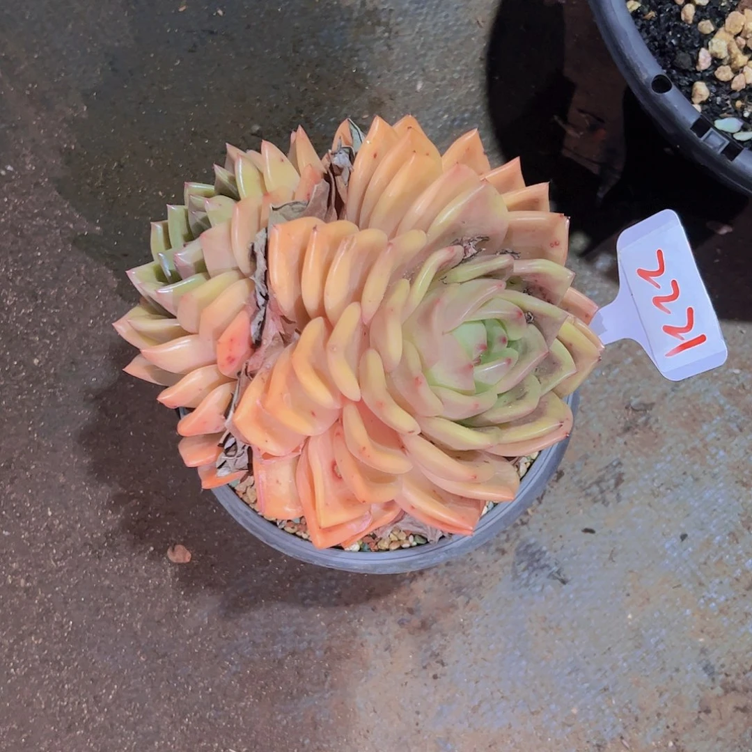 星*谷2221香槟50。。。