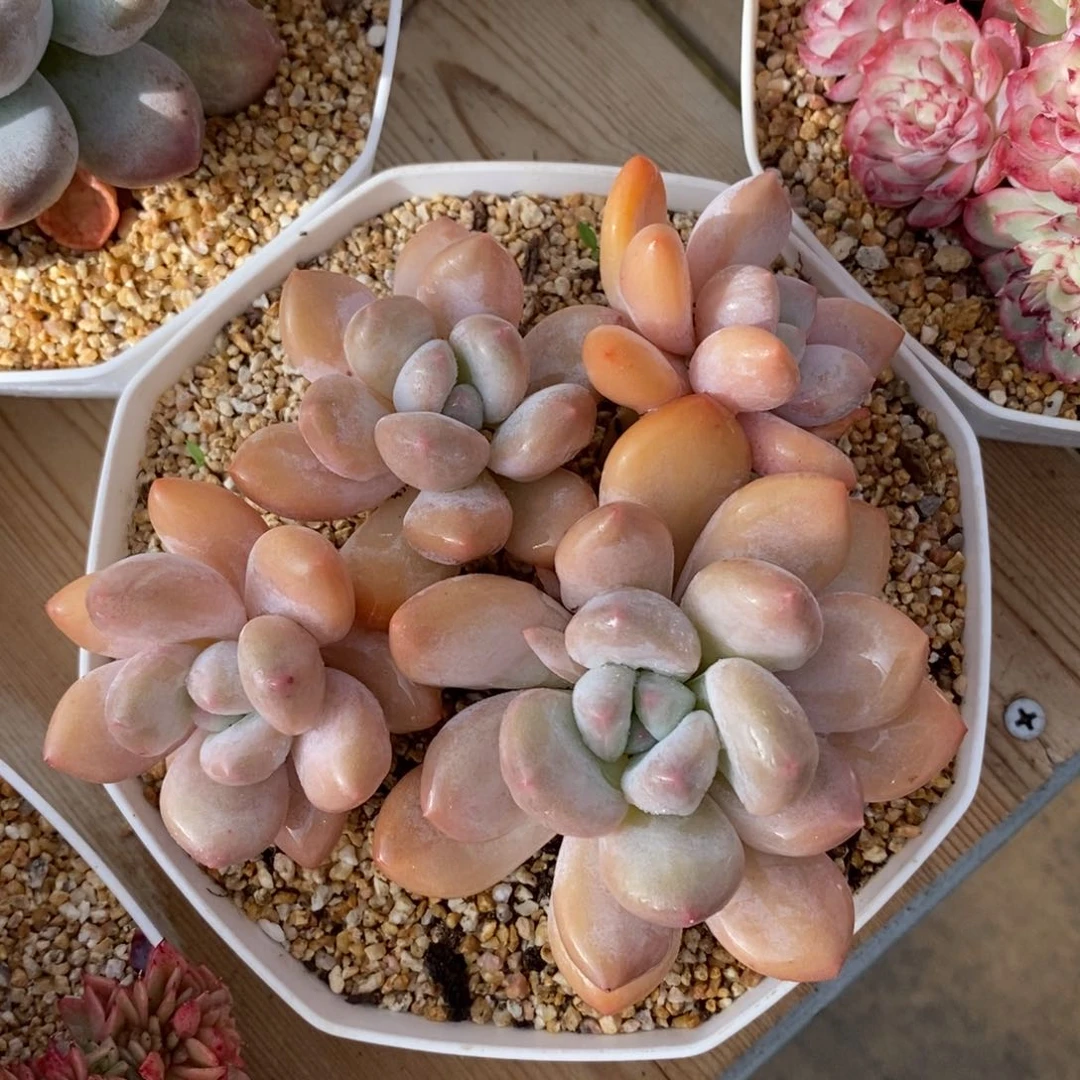 自助下单一物一拍多肉，下滑更多品种选择