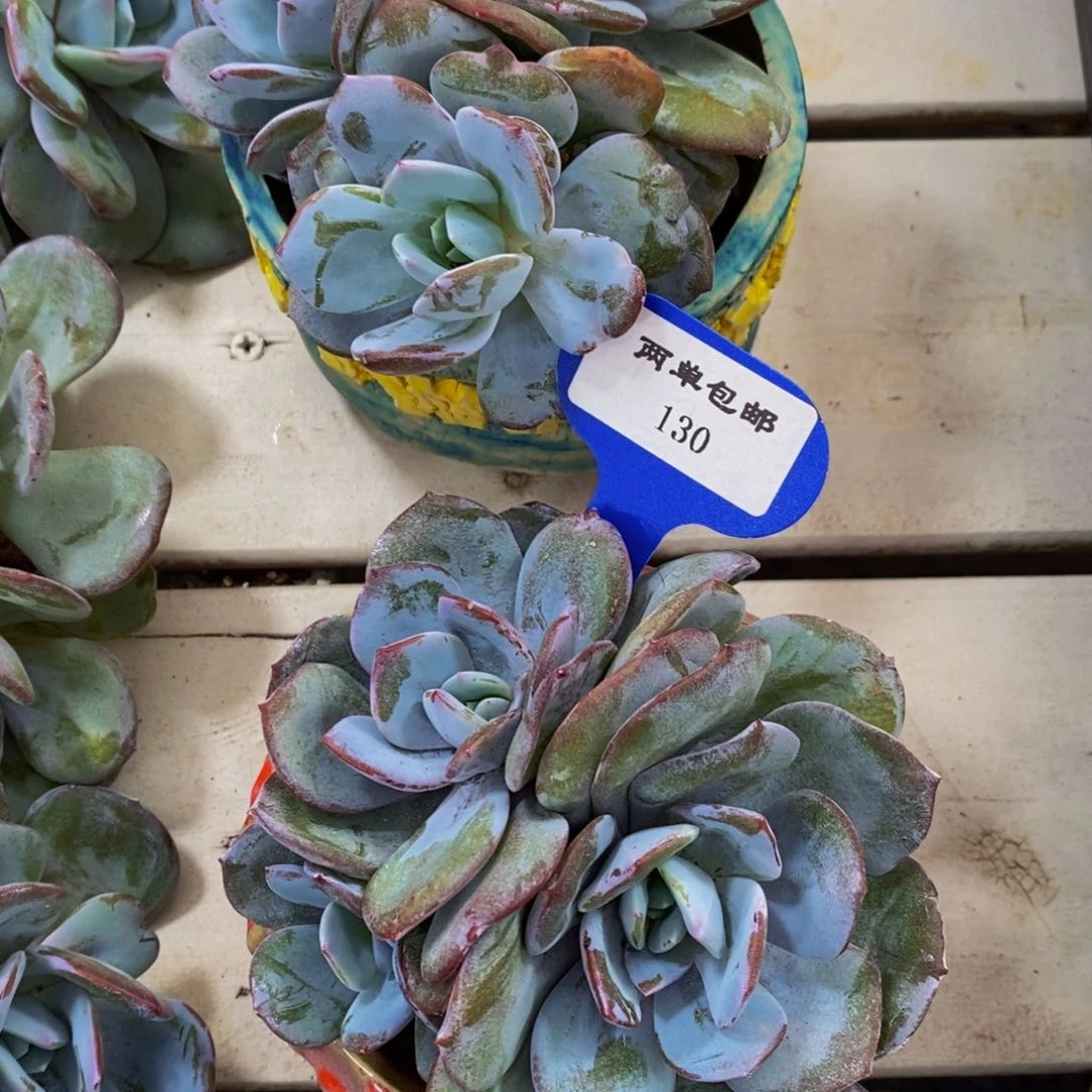 130-开播福利母本老桩奶茶大群一个 三头起