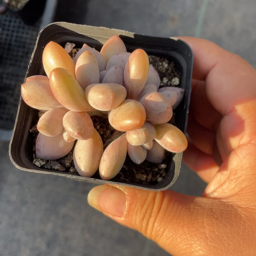 夏娃奶酪朵朵缀群生