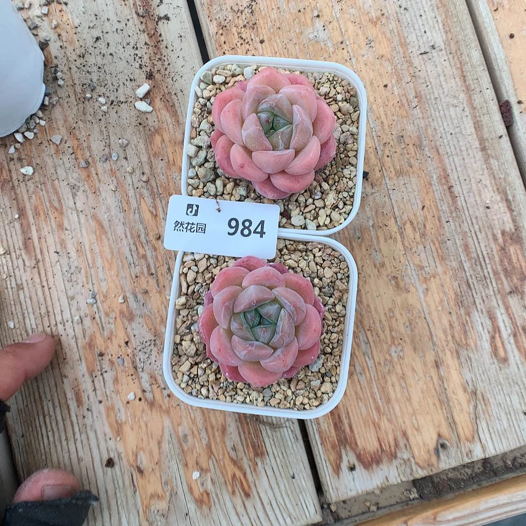 984玉魄多肉植物666