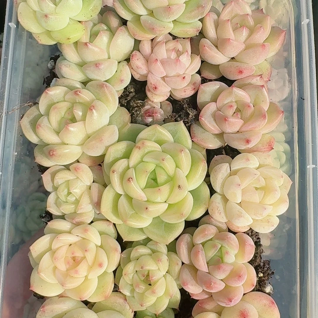 杂交新品珍妮多肉255