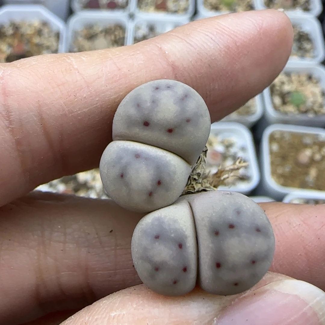 247 清框福利30包邮