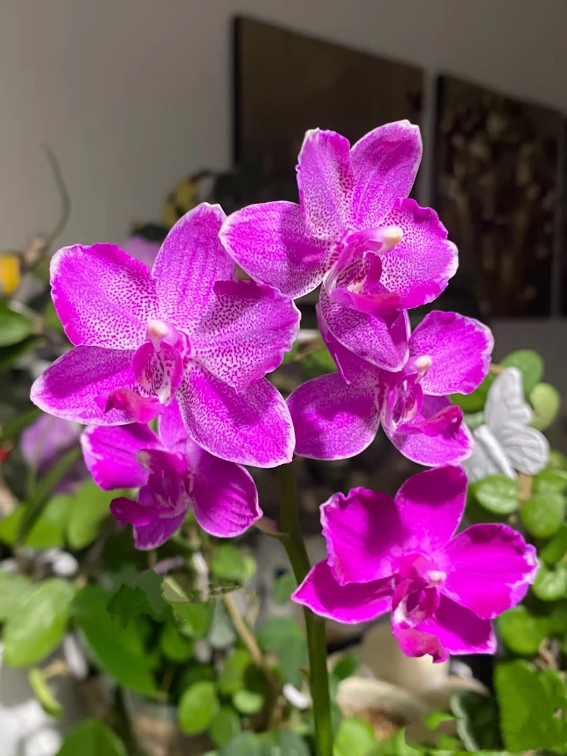 红水晶（红楼梦）蝶兰花苗不带花剑2.8寸杯（有的叶片瑕疵）