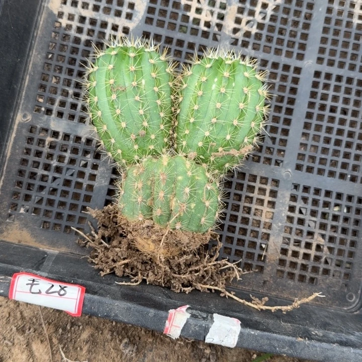 355新品毛花柱脱土发货斑