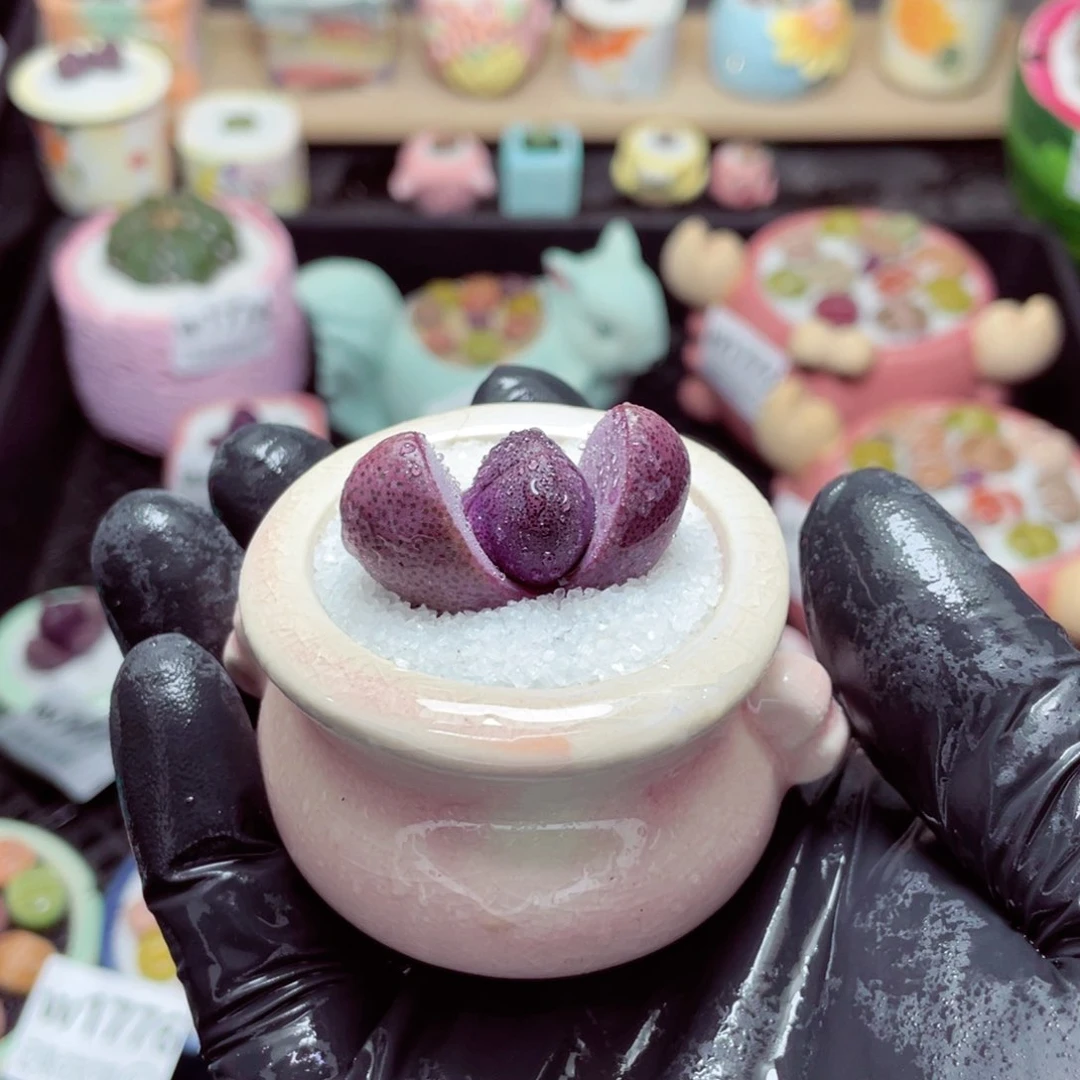 w1785--带盆土发货，零下地区拍保温箱