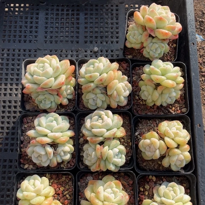 冰玉多肉七方盆一组10个2号