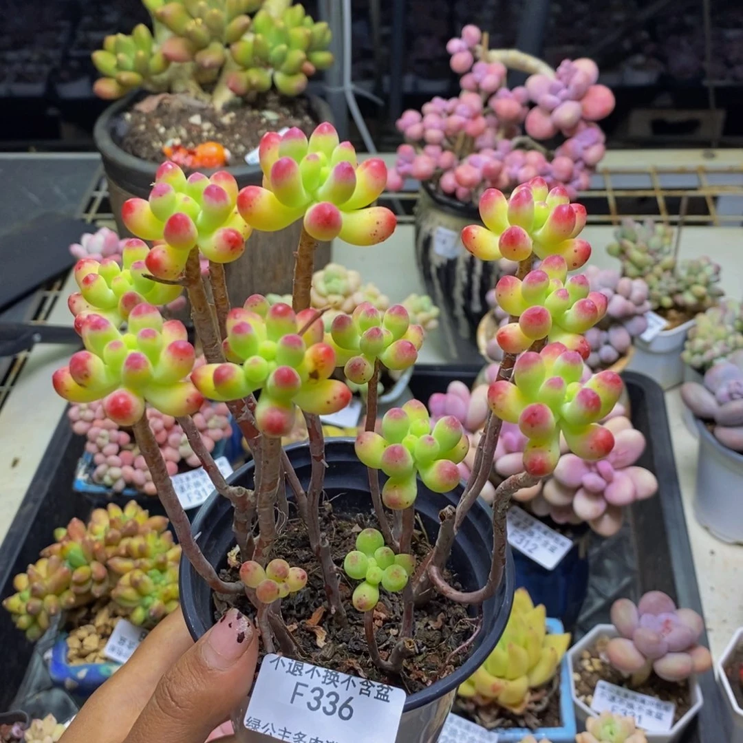 336乙女心多肉散