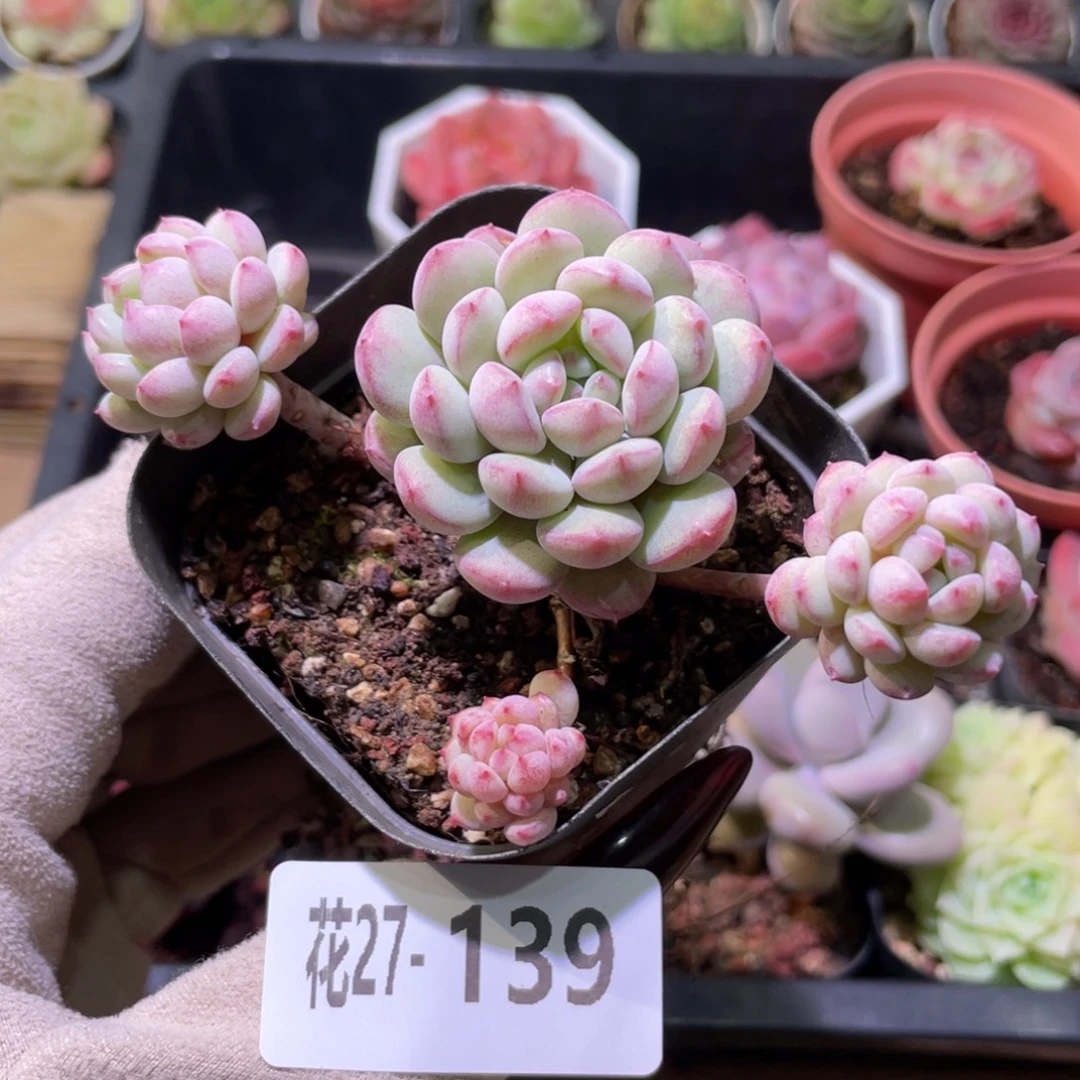 花利美27-139珍珠豆