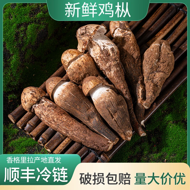 云南产地新鲜鸡枞菌顺丰冷链空运可煲汤食材
