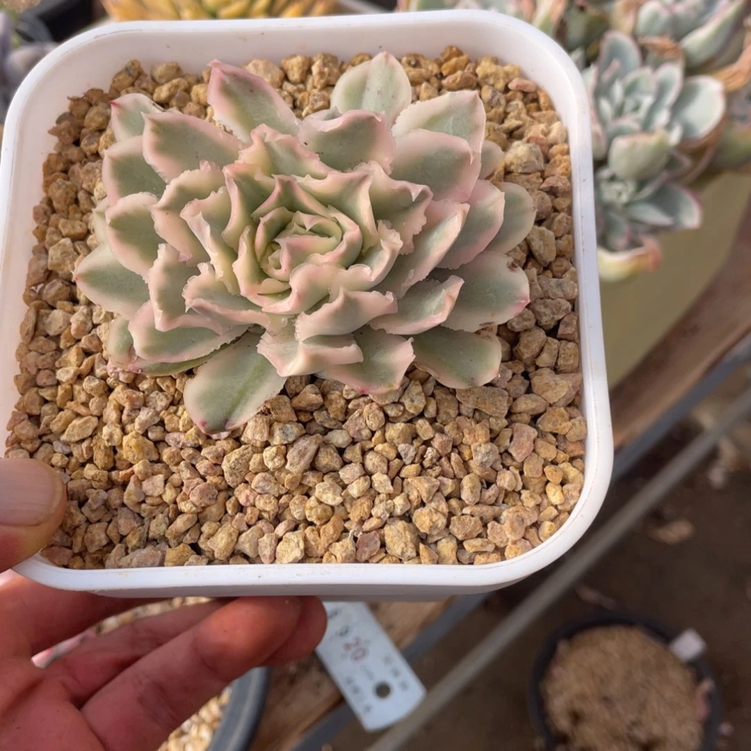 小***雨淘多肉紫蝴蝶锦一个