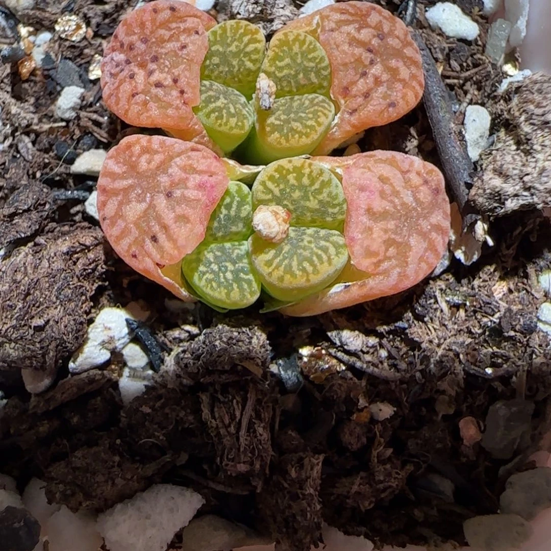 肉锥多肉植物百科-鸟哈尼15