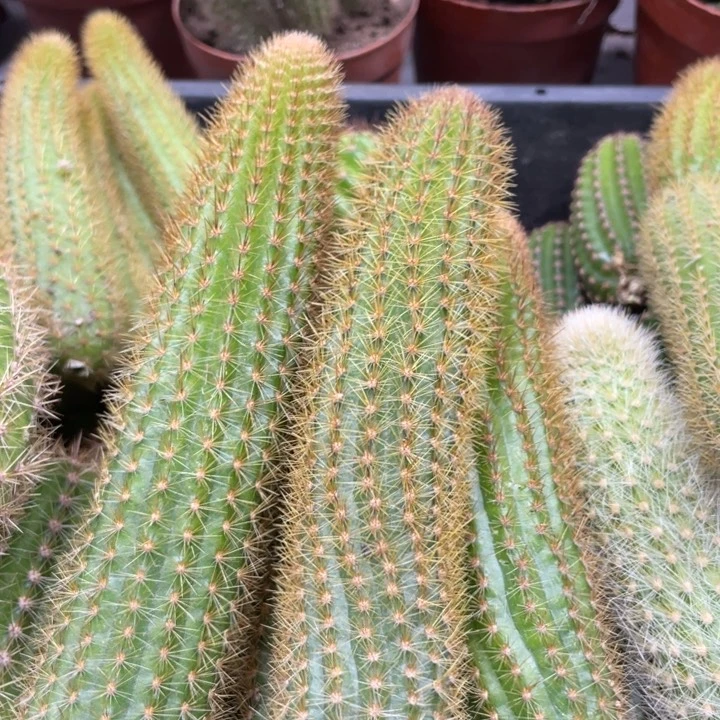 双色金妞侧芽保15