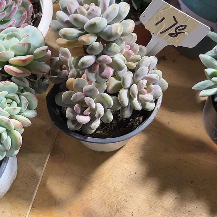 嗳****0000000000000178